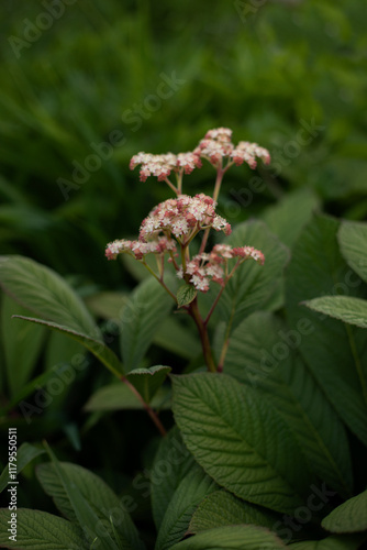 Blooming bush of Rogersia concochestanfolia on a summer sunny day on a green background
 photo