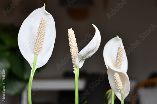 Close up of blooming white tropical Spathiphyllum plant spadix flower
