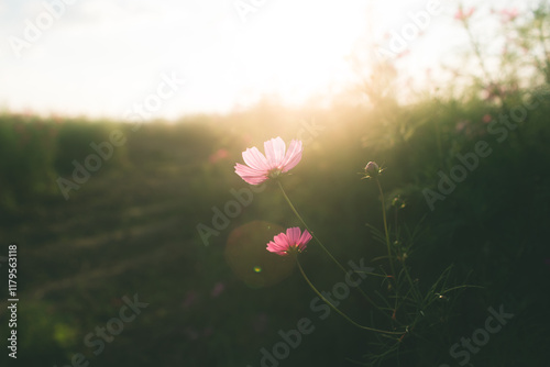 希望の花
