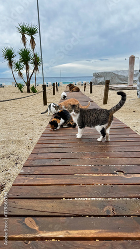 cats on the beach many cats. High quality photo
