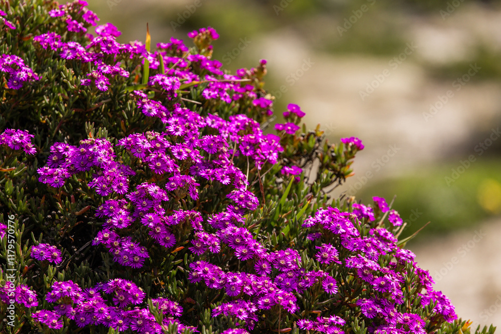 Obraz premium Fynbos Flowers