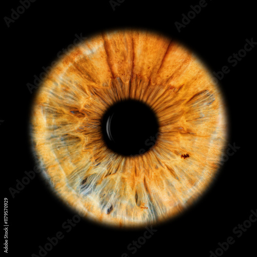 auge, iris, augapfel, pupille, blick, licht, netzhaut, anschauen, anatomie, anblick, ball, blau, farbe, vektor, linse, sehkraft, kunst, farbspektrum
makroaufnahme

detailreichtum
strukturen

augenfarb