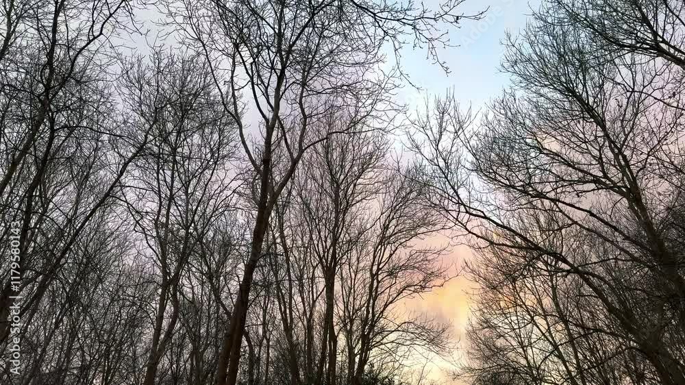 A captivating and picturesque view of tree branches beautifully framing a vibrant sky during the dusk hours - travel photography A captivating and picturesque view of tree branches beautifully framing a vibrant sky during the dusk hours - travel photography