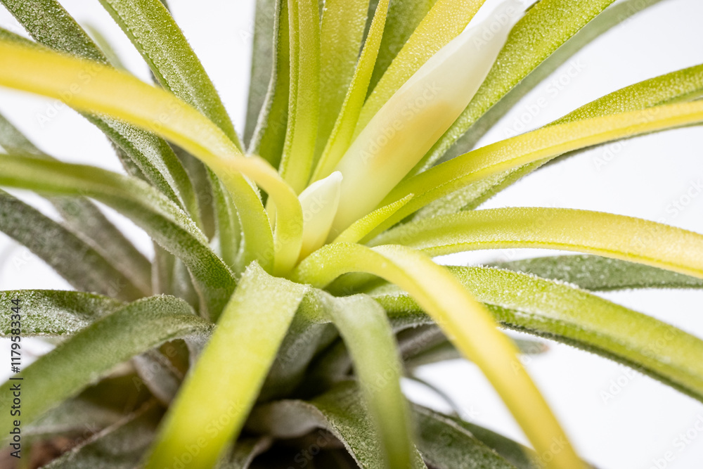 Obraz premium 開花直前のエアプランツ