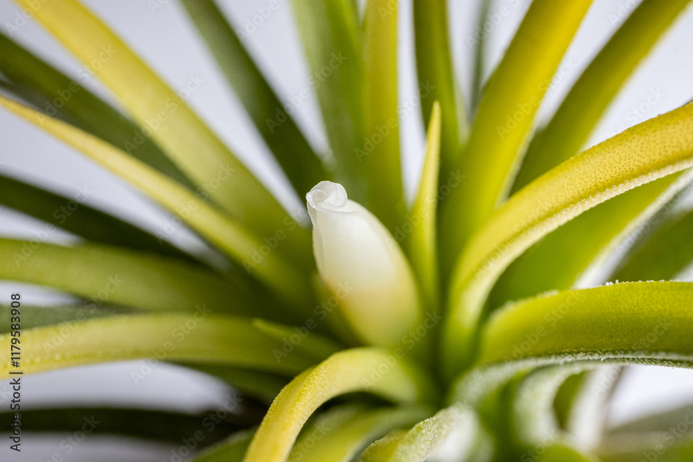 Obraz premium 開花直前のエアプランツ