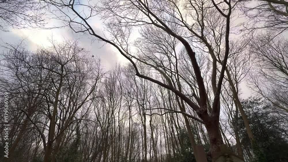 Bare trees with thin branches waving in the wind in the evening - poetic and spooky background - travel photography Bare trees with thin branches waving in the wind in the evening - poetic and spooky background - travel photography