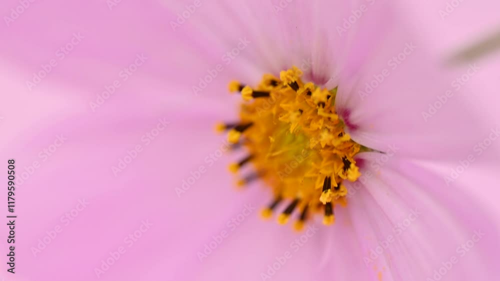 video of beautiful cosmos flowers video of beautiful cosmos flowers