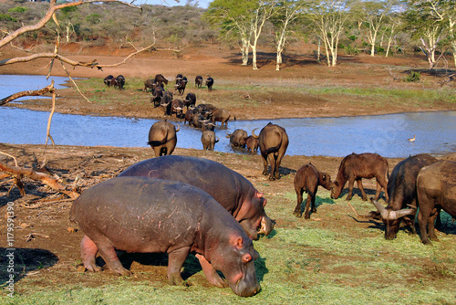 Hippopotamus hippo Lake St. Lucia Wetland Park South Africa