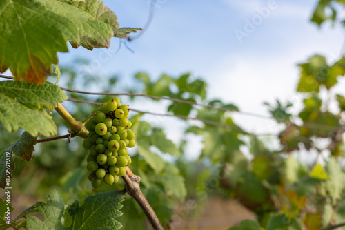 A close-up with copy space of lush green grapes hanging from a vine in a vineyard, showing the agricultural process of grape cultivation and wine production for rural farming and journey.