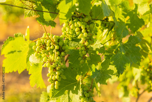 Close-up of vibrant green grape clusters hanging on lush vines in a sunlit vineyard, showing organic farming for harvest, emphasizing sustainable agriculture and the journey of wine production.