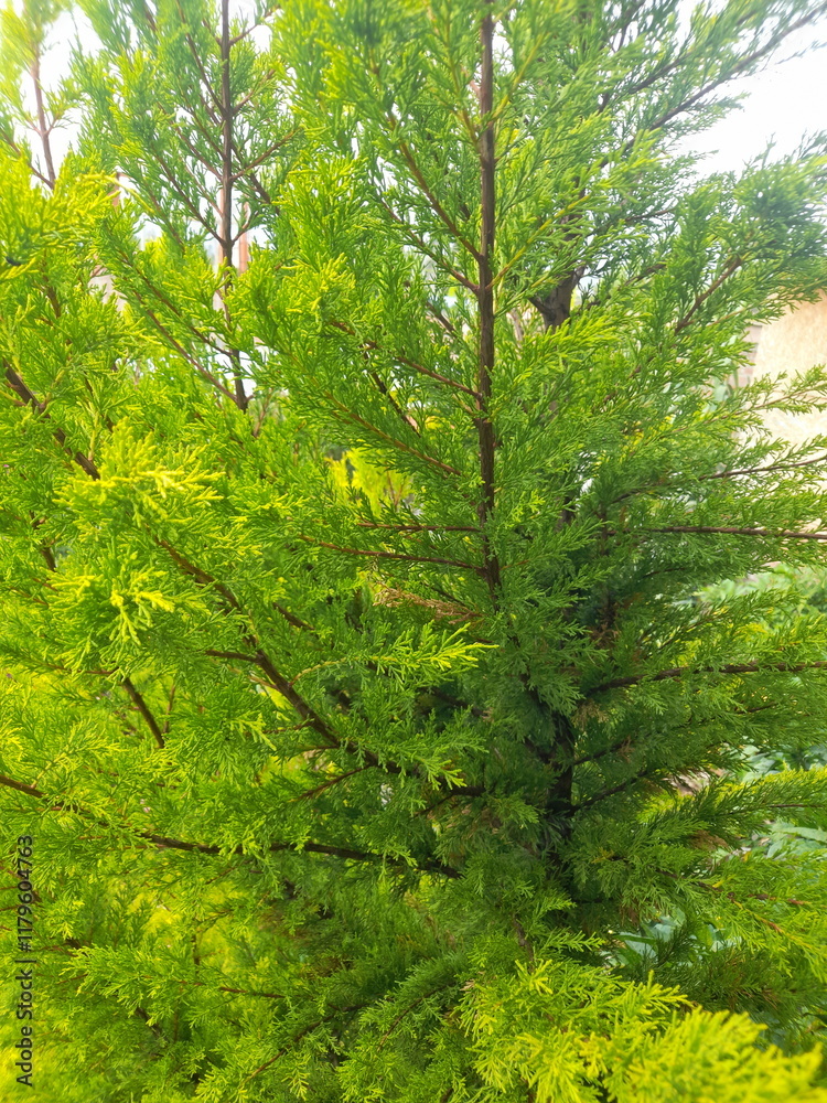 Beautiful pine needles on a sunny morning of a spring day Beautiful pine needles on a sunny morning of a spring day
