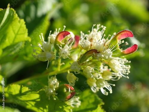 Rocky Mountain Maple tree flowers and buds, Colorado,Rocky mountain photo