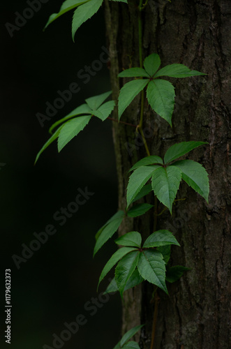 green leaves on black background