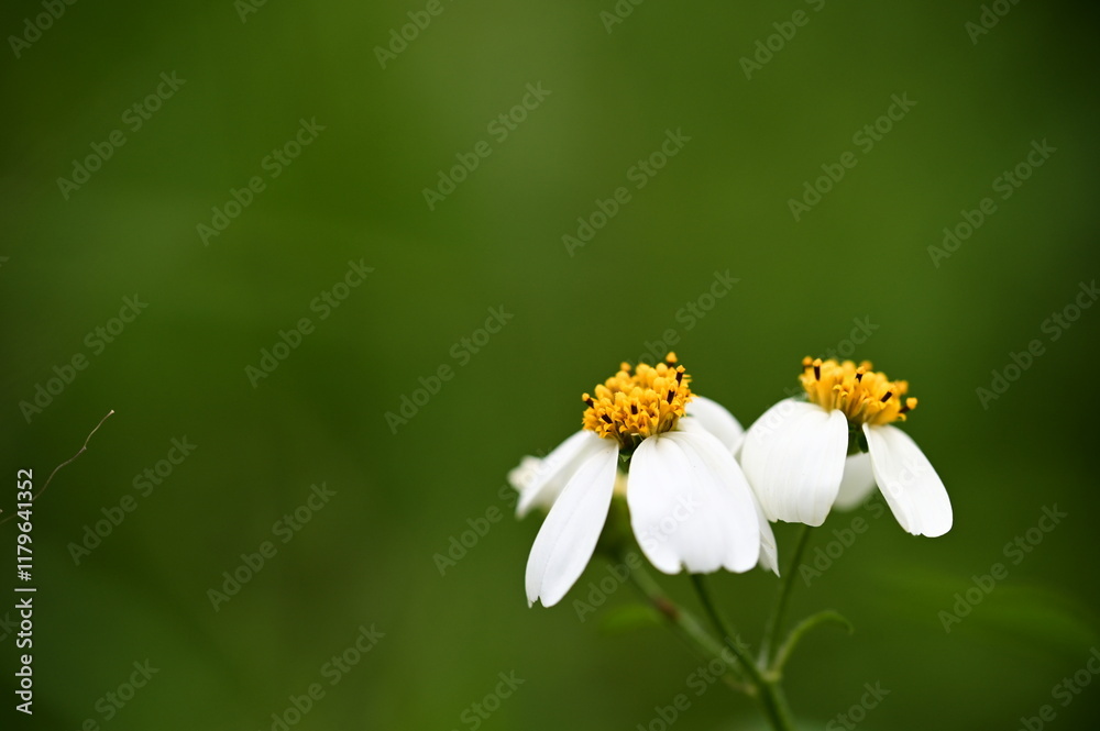 A natural display of Bidens pilosa on a sunny grassland, highlighting its dual role as a pollinator-attracting plant and a competitive invasive species A natural display of Bidens pilosa on a sunny grassland, highlighting its dual role as a pollinator-attracting plant and a competitive invasive species