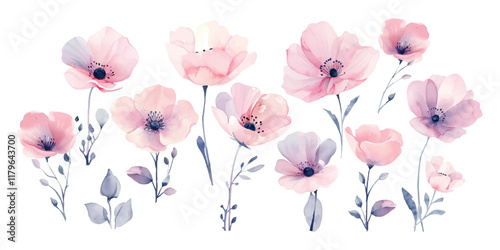 Pink poppy flower watercolor illustration vector collection. Meadow wild blossom set, field blooming plants clip art.