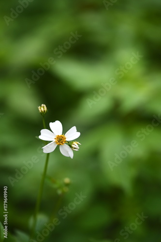 Fotografie A symbol of resilience, the lone Bidens Pilosa graces a green field with its understated beauty, a hallmark of Taiwan's flora