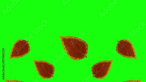 dry leaf falling green screen video 