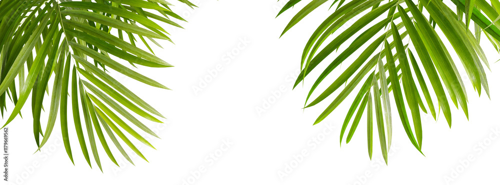Green palm tree isolated on white Green palm tree isolated on white