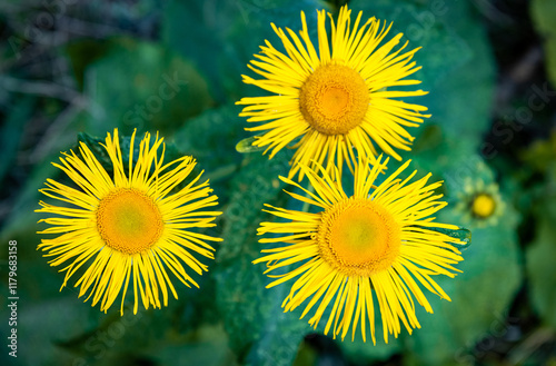 Yellow flowers blooming in the mountains in summer. photo