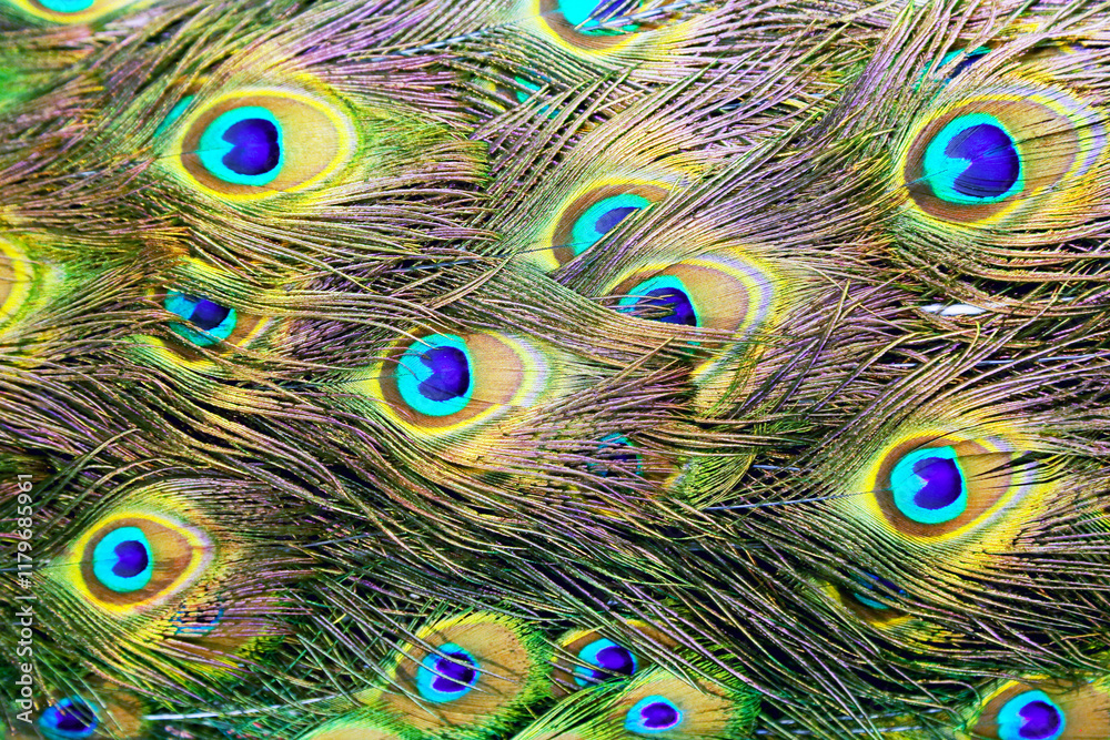 Fototapeta premium Extreme close up of blue adult peacock tails for mating in spring