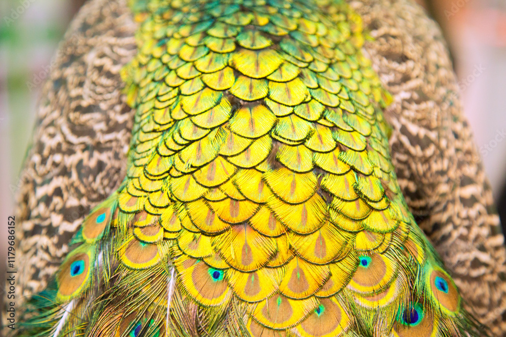 Fototapeta premium Extreme close up of blue adult peacock tails for mating in spring