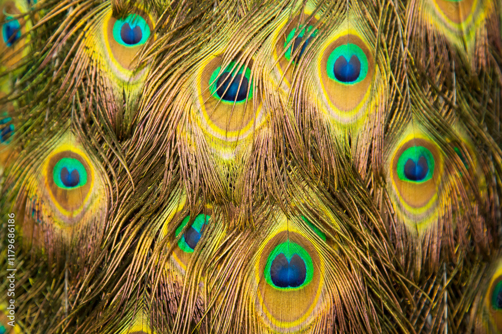 Fototapeta premium Extreme close up of blue adult peacock tails for mating in spring