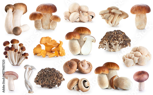 Bild auf Leinwand Boletus edulis, eryngii, lion's mane, shimeji, shiitake, royal champignons, honey mushrooms, russula amethystina, champignon, pleurotus ostreatus, chanterelle, maitake mushroom
