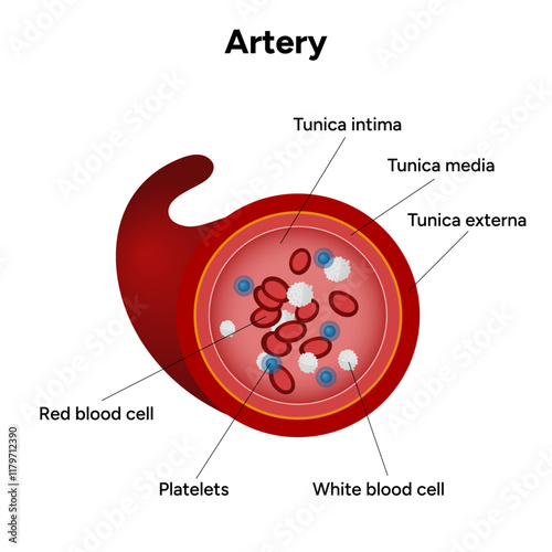 Red blood cell platelets white blood cell artery anatomy