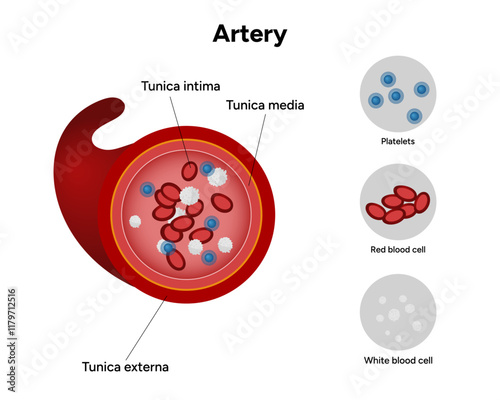 Red blood cell platelets white blood cell artery anatomy