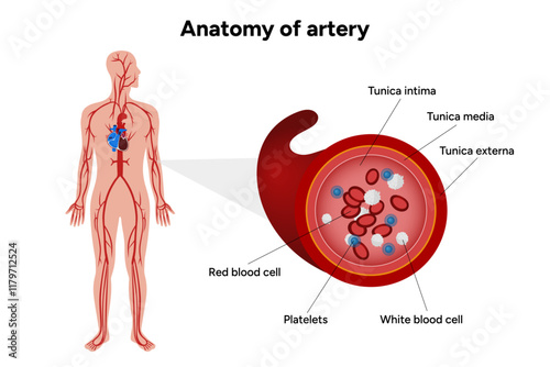 Red blood cell platelets white blood cell artery anatomy