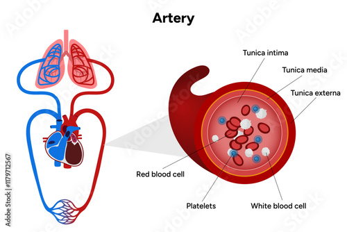 Red blood cell platelets white blood cell artery anatomy