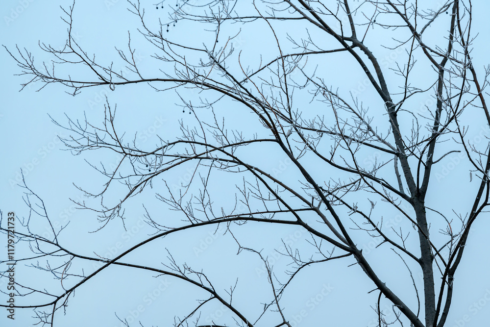 Deciduous tree bare treetop branches in winter Deciduous tree bare treetop branches in winter