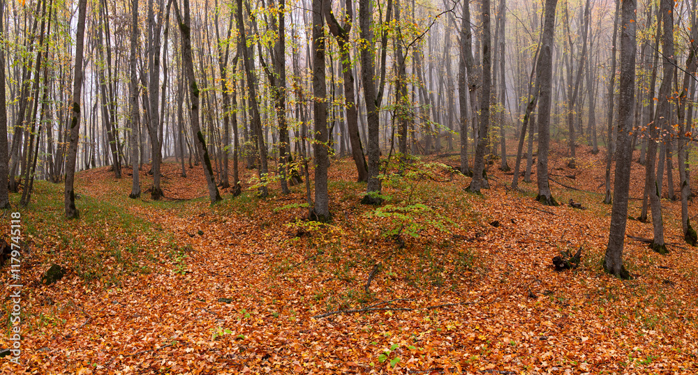 Obraz premium Fallen yellow leaves lie on the ground in the autumn forest.