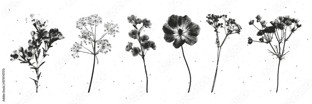 Fototapeta premium Set dried flowers retro photocopy style. The effect of grain and dotted lines. Vector.