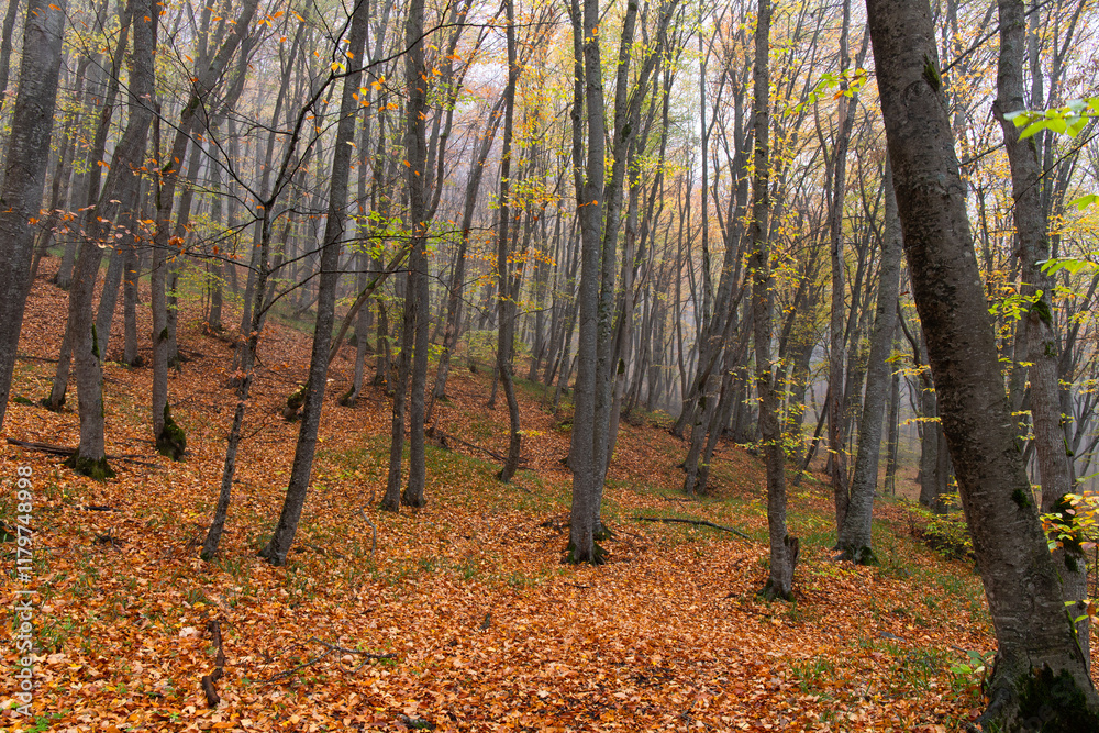 Fallen yellow leaves lie on the ground in the autumn forest. Fallen yellow leaves lie on the ground in the autumn forest.