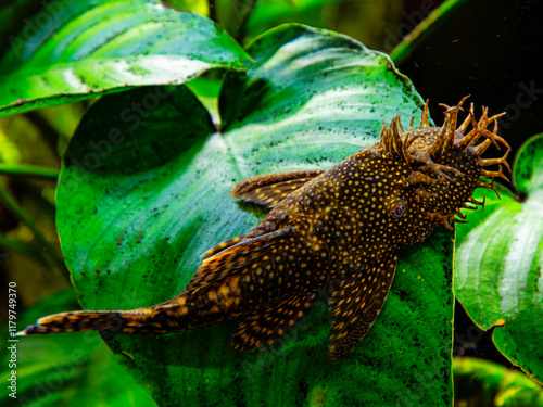 Ancistrus dolichopterus
