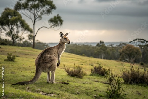 Wild Kangaroo photo