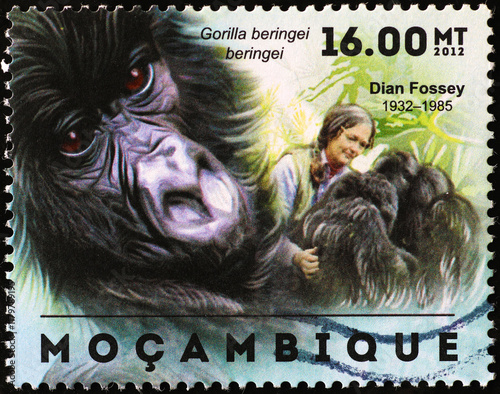 Dian Fossey and her gorillas on african postage stamp photo