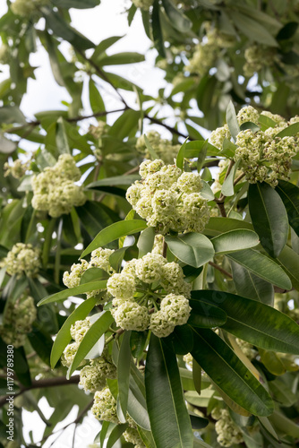 Beautiful Blackboard Tree (alstonia scholaris) flowers.
