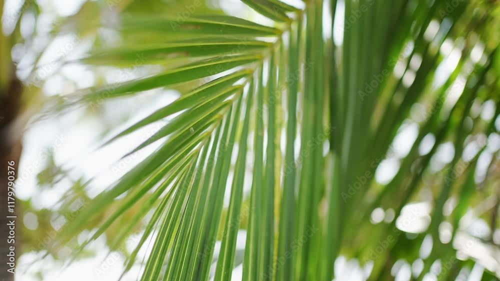 palm leaves swaying on the wind.  shot with l green nature coconut palm tree
