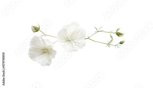 Cotton flower png