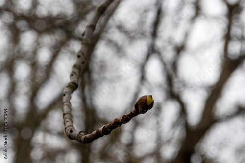 Spring blossoming apical bud at the tip of a chestnut twig, close-up. Abstract natural pattern of bare upper tree branches against a gray cloudy sky. Backlight