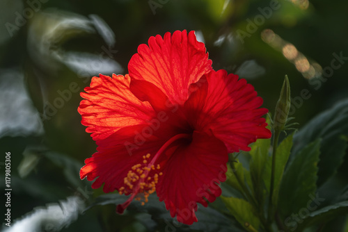 Flores Rojas de Hibisco Bajo la Luz del Sol