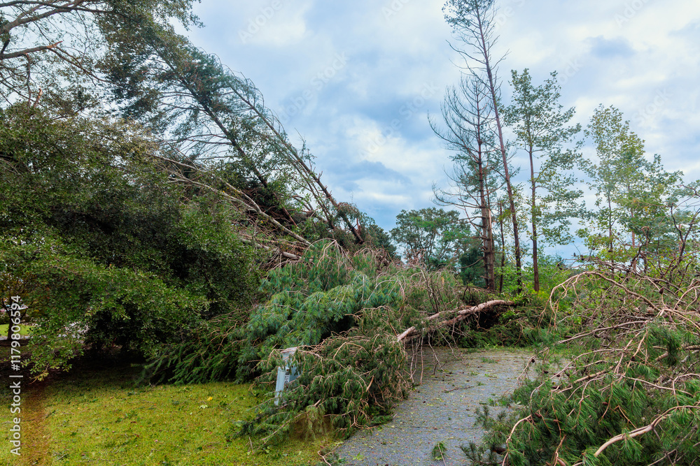 Fototapeta premium After severe storm, fallen trees block pathway branches debris cover ground, demonstrating hurricane impact on natural landscape.