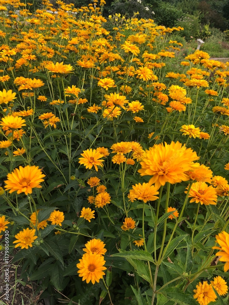 Obraz premium A field of blooming yellow flowers.