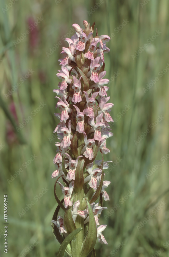 Dactylorhiza incarnata or early marsh-orchid white single flower stem Dactylorhiza incarnata or early marsh-orchid white single flower stem