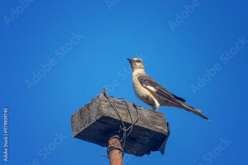 Cenzontle Posado en una Plataforma de Madera bajo un Cielo Azul