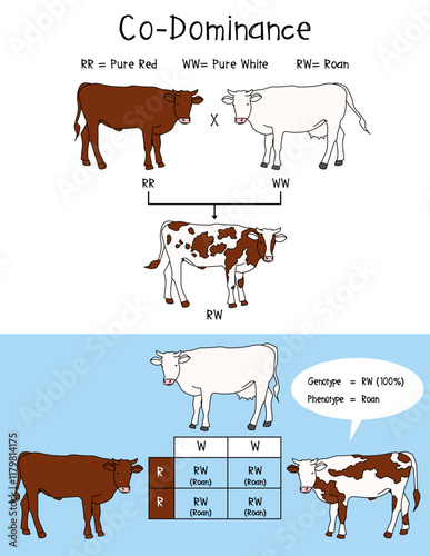 Diagram of CoDominance with Roan, law of segregation, Infographic Diagram example Cow-Roan.