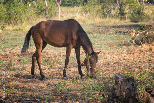 Caballo Pastando en un Campo Abierto photo