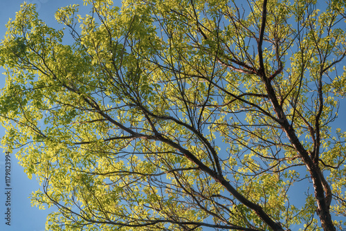 Ramas de un Árbol con Hojas Verdes Contra el Cielo Azu